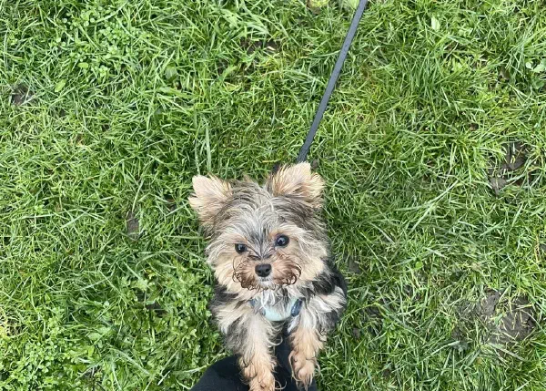 Einzeltraining Hund Vorarlberg