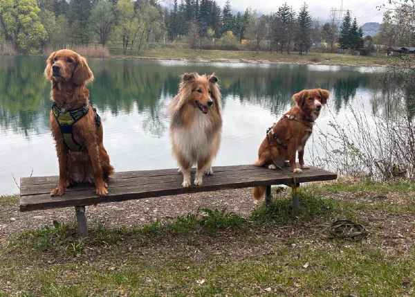 Erwachsenengruppe Hundetraining Vorarlberg