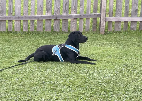 Hundealltagstauglichkeit