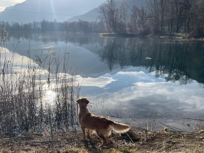 Lila am See