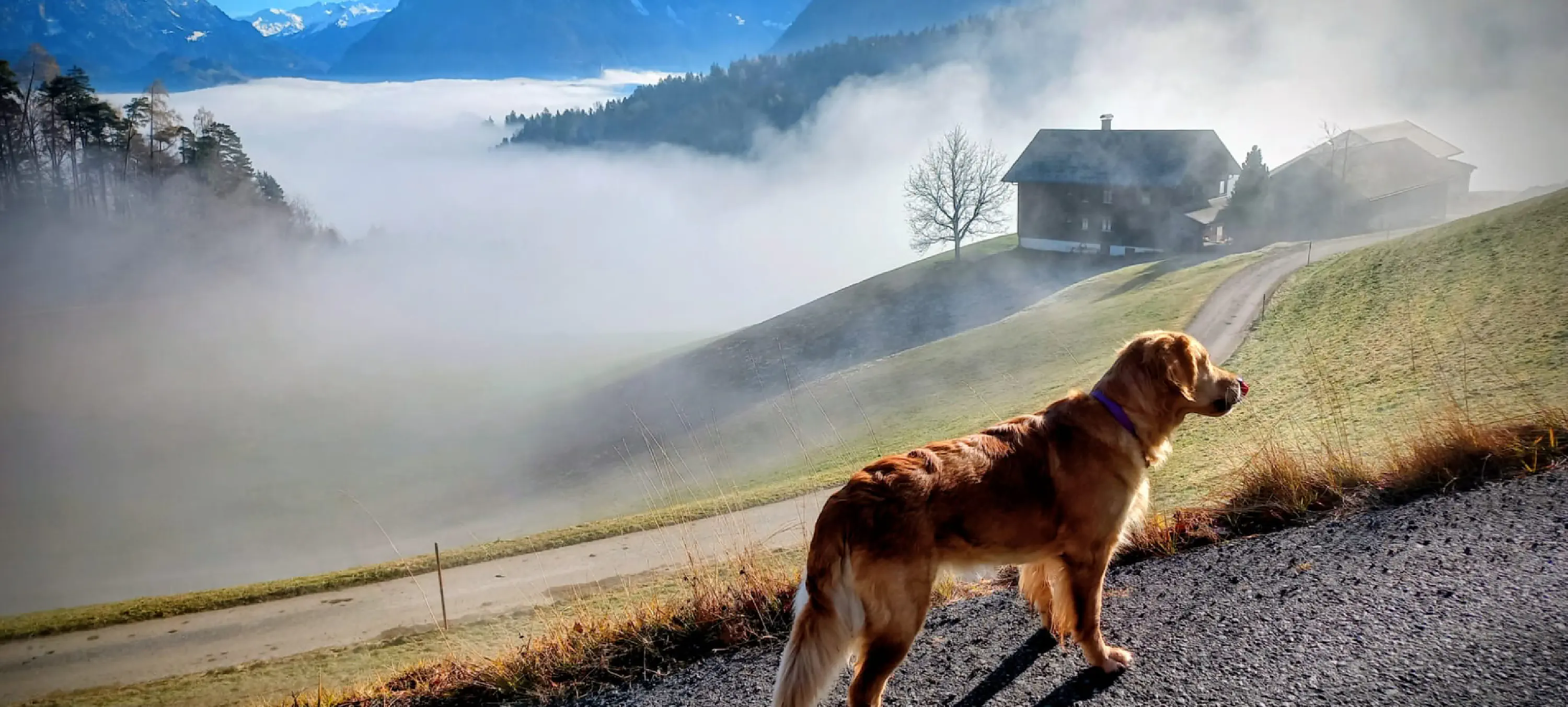 Polly und Lila im Gras