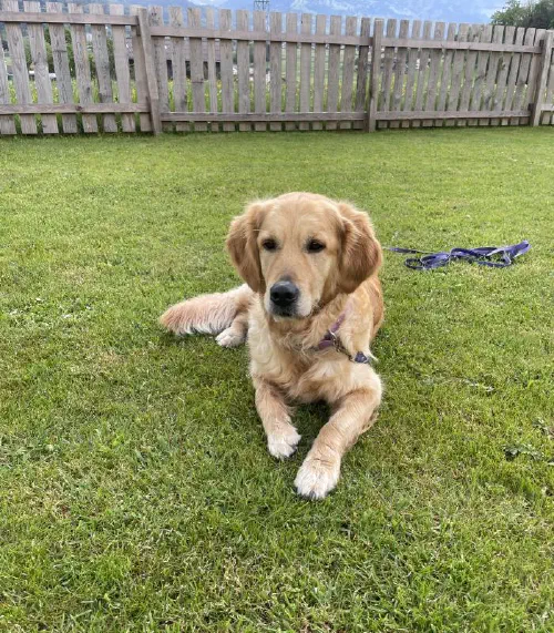 Sachkundenachweis Hund Vorarlberg