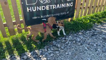 Welpenstunde Vorarlberg – Welpen beim Training